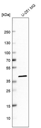 Western blot analysis in human cell line U-251 MG.