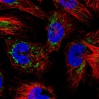 Immunofluorescent staining of human cell line U-251 MG shows localization to mitochondria.