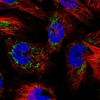 Immunofluorescent staining of human cell line U-251 MG shows localization to mitochondria.