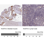 Anti-NUDT8 Antibody