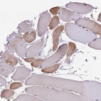 Immunohistochemical staining of human skeletal muscle shows high expression.