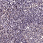 Immunohistochemical staining of human lymph node shows low expression as expected.