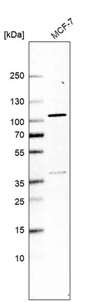 Western blot analysis in human cell line MCF-7.