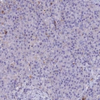 Immunohistochemical staining of human pancreas shows no positivity in exocrine glandular cells as expected.
