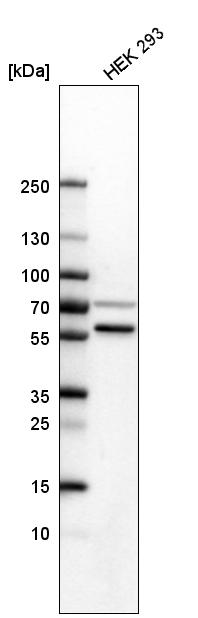 Anti-SETD6 Antibody