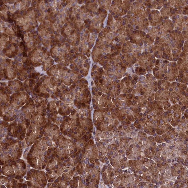 Anti-RBFA Antibody