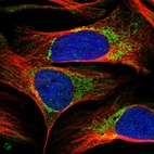 Immunofluorescent staining of human cell line U-2 OS shows localization to mitochondria.