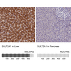 Anti-SULT2A1 Antibody