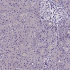 Immunohistochemical staining of human pancreas shows no positivity in exocrine glandular cells as expected.