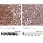 Anti-FAM96B Antibody