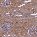 Anti-FAM96B Antibody