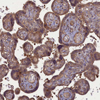 Immunohistochemical staining of human placenta shows strong cytoplasmic positivity in trophoblastic cells.