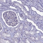 Immunohistochemical staining of human kidney shows low expression as expected.