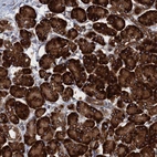 Anti-TMEM205 Antibody