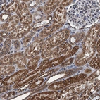 Immunohistochemical staining of human kidney shows moderate to strong cytoplasmic positivity in cells in tubules.
