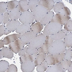 Immunohistochemical staining of human skeletal muscle shows very weak positivity in myocytes as expected.