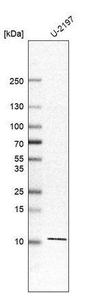 Western blot analysis in human cell line U-2197.