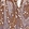 Anti-ATXN2L Antibody