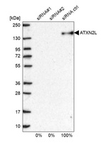 Anti-ATXN2L Antibody