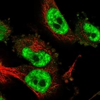 Immunofluorescent staining of human cell line U-251 MG shows localization to nuclear speckles & cytosol.