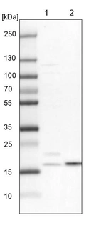 Lane 1: NIH-3T3 cell lysate (Mouse embryonic fibroblast cells)_br/_Lane 2: NBT-II cell lysate (Rat Wistar bladder tumour cells)