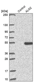 Western blot analysis in control (vector only transfected HEK293T lysate) and ALG2 over-expression lysate (Co-expressed with a C-terminal myc-DDK tag (~3.1 kDa) in mammalian HEK293T cells, LY409737).