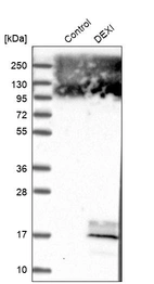 Western blot analysis in control (vector only transfected HEK293T lysate) and DEXI over-expression lysate (Co-expressed with a C-terminal myc-DDK tag (~3.1 kDa) in mammalian HEK293T cells, LY415520).