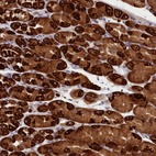 Anti-CEP44 Antibody