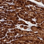 Anti-CEP44 Antibody