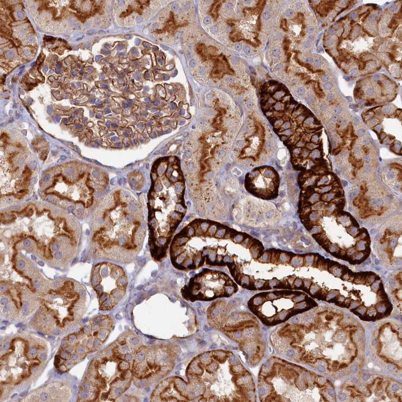 Anti-PSMG2 Antibody