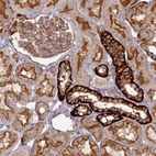 Anti-PSMG2 Antibody