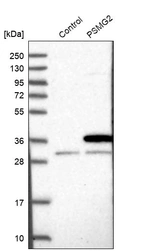 Western blot analysis in control (vector only transfected HEK293T lysate) and PSMG2 over-expression lysate (Co-expressed with a C-terminal myc-DDK tag (~3.1 kDa) in mammalian HEK293T cells, LY412568).