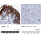 Anti-LYPD3 Antibody