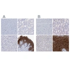 Immunohistochemical staining of human cerebral cortex, kidney, liver and skin using Anti-LYPD3 antibody HPA041529 (A) shows similar protein distribution across tissues to independent antibody HPA041797 (B).