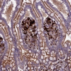 Immunohistochemical staining of the human small intestine shows strong cytoplasmic granular positivity in glandular cells.