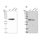 Anti-PAICS Antibody