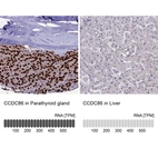 Anti-CCDC86 Antibody