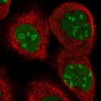 Immunofluorescent staining of human cell line A-431 shows localization to nucleus & nucleoli.