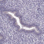 Immunohistochemical staining of human endometrium shows low expression as expected.