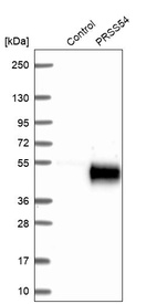 Western blot analysis in control (vector only transfected HEK293T lysate) and PRSS54 over-expression lysate (Co-expressed with a C-terminal myc-DDK tag (~3.1 kDa) in mammalian HEK293T cells, LY421047).