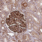 Anti-PARD6A Antibody