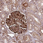 Anti-PARD6A Antibody