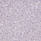 Anti-PARD6A Antibody