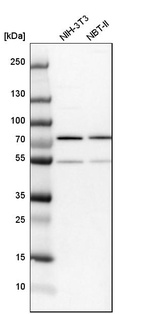 Western blot analysis in mouse cell line NIH-3T3 and rat cell line NBT-II.