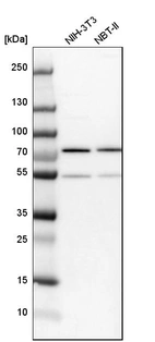 Western blot analysis in mouse cell line NIH-3T3 and rat cell line NBT-II.