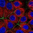 Immunofluorescent staining of human cell line MCF7 shows localization to actin filaments & cell junctions.