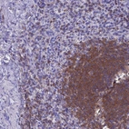 Immunohistochemical staining of human spleen shows high expression.
