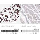 Anti-ABCA7 Antibody