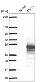 Western blot analysis in control (vector only transfected HEK293T lysate) and LY409449 over-expression lysate (Co-expressed with a C-terminal myc-DDK tag (~3.1 kDa) in mammalian HEK293T cells, LY409449).
