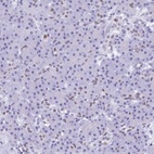 Immunohistochemical staining of human pancreas shows low expression as expected.